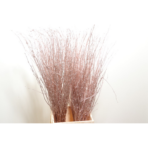 BETULA 70CM CHAMPAGNE