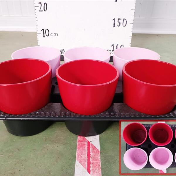 TEST CERAMICA T14CM 3ROSA + 3VER *PHALANOPSIS*