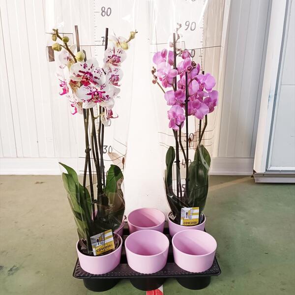 TEST CERAMICA ROSA T14CM *PHALANOPSIS*