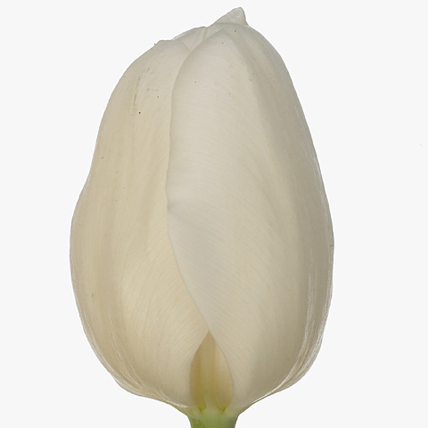 TULIPA HOLL BLANC 
