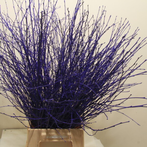 BETULA 70CM PURPLE