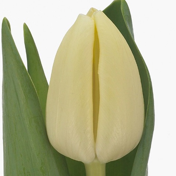 TULIPA HOLL CREAM 