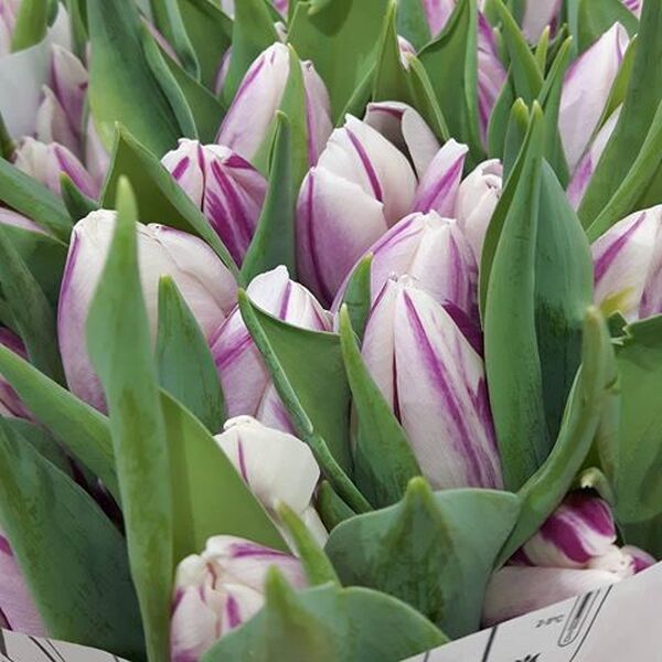 TULIPA HOLL FLAMING PRINCE