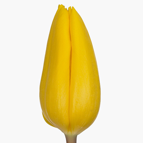 TULIPA HOLL GROC