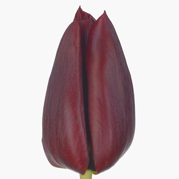 TULIPA HOLL GRANATE
