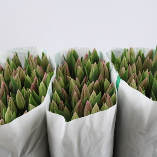 TULIPA HOLL BARCELONA