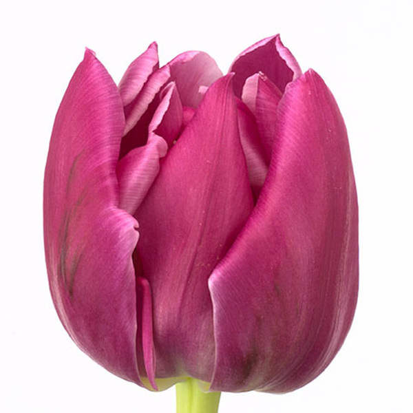 TULIPA HOLL SOUBLE PRINCESS