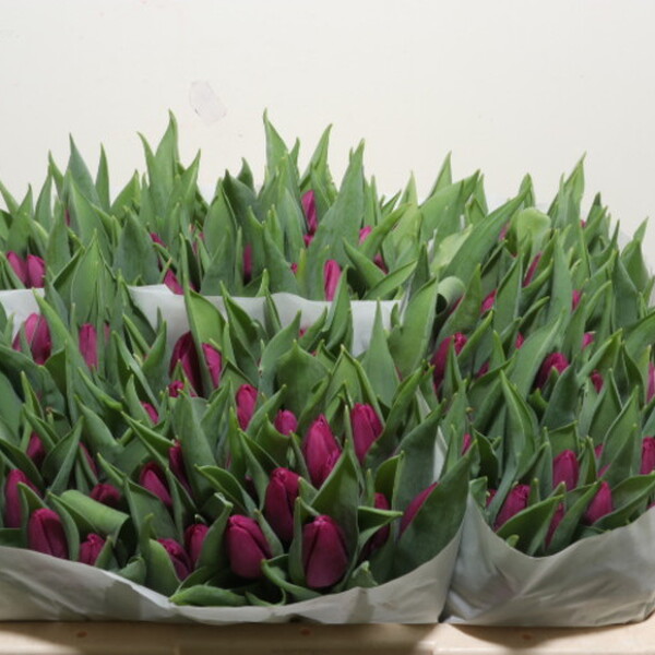 TULIPA CANASTA