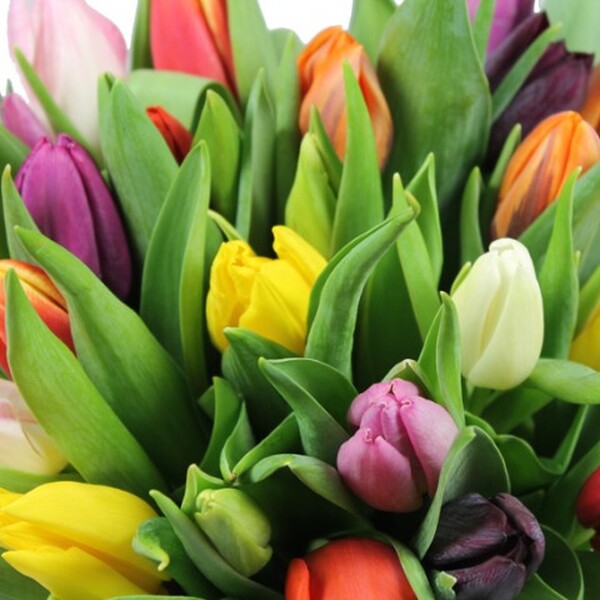 TULIPA HOLL RAINBOW