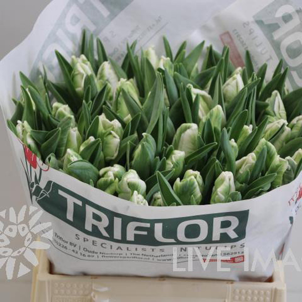 TULIPA HOLL SUPER PARROT