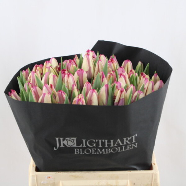 TULIPA HOLL VLAMP