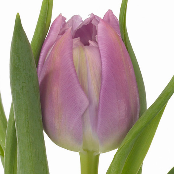 TULIPA HOLL LILA CLAR