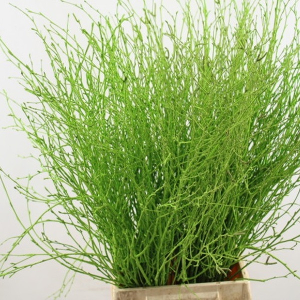 BETULA 70CM VERD POMA