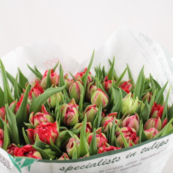 TULIPA HOLL MAGIC PRICE