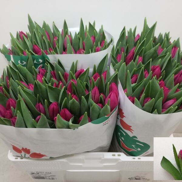 TULIPA HOLL PINK ARDOUR