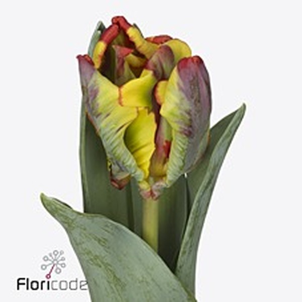 TULIPA HOLL RASTA PARROT