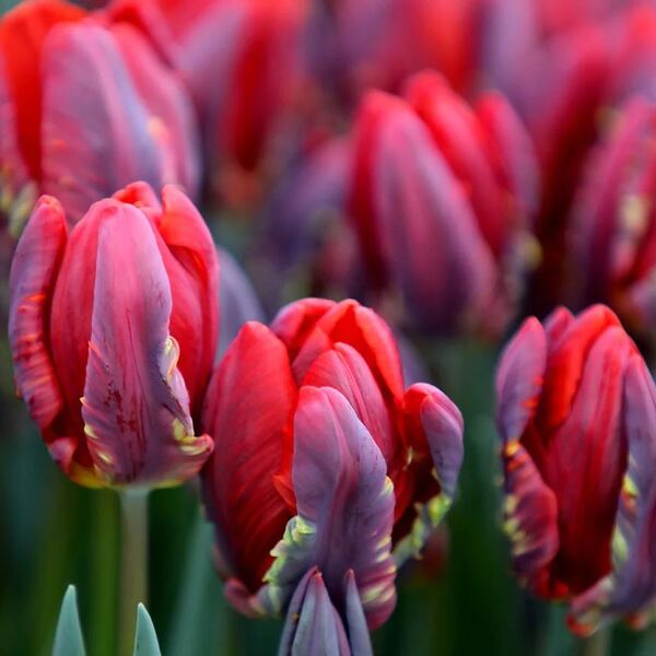 TULIPA HOLL ROCOCO