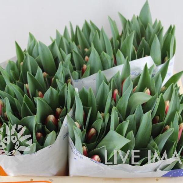 TULIPA HOLL SI DE DIJK