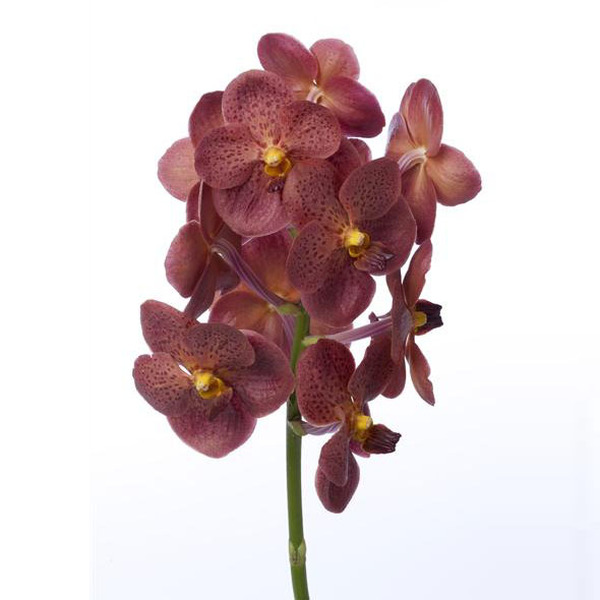 VANDA CORNALINA