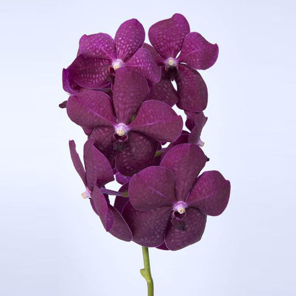 VANDA JAZZBERRY