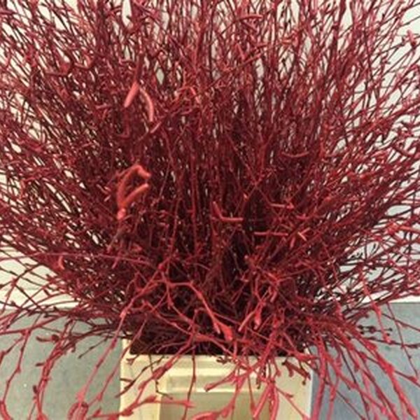 BETULA 70CM BORDEAUX