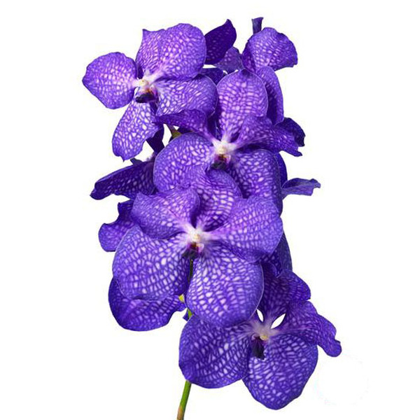 VANDA MAGIC BLUE