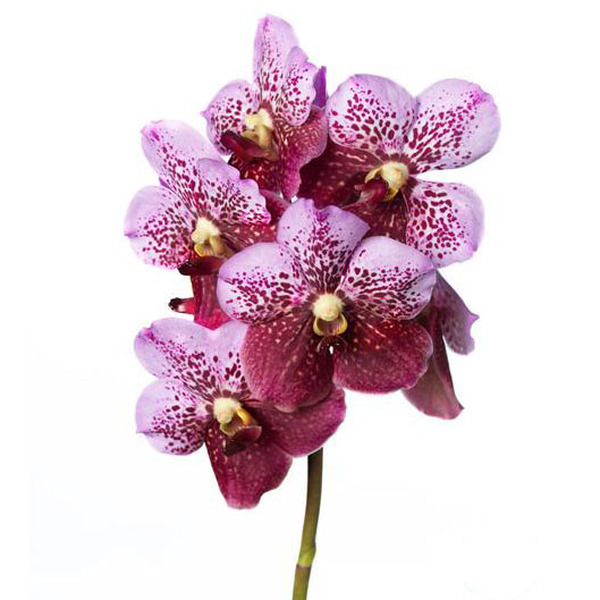 VANDA PINK AND MAHOGANY