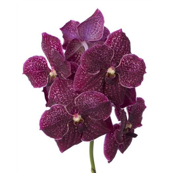 VANDA SANGRIA
