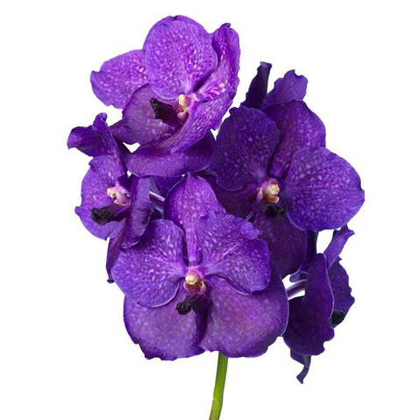 VANDA VIOLET BLUE