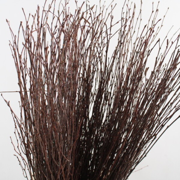 BETULA 70CM NATURAL