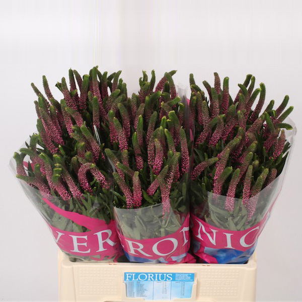 VERONICA ROSA *SMART ISELLE* 60CM