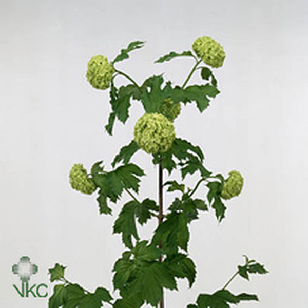 VIBURNUM PAQUET LLARG ( BOLA DE NEU )