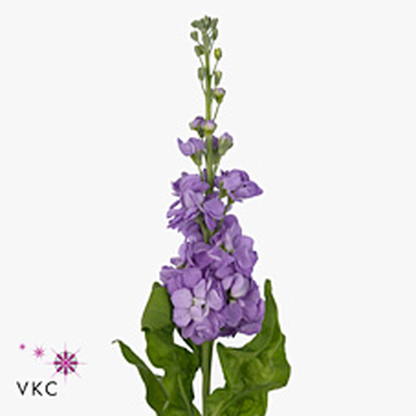 VIOLER LAVENDER 55CM
