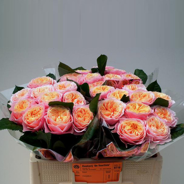 ROSA VUVUZELA 50CM