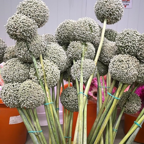 ALLIUM NACIONAL EXTRA XL