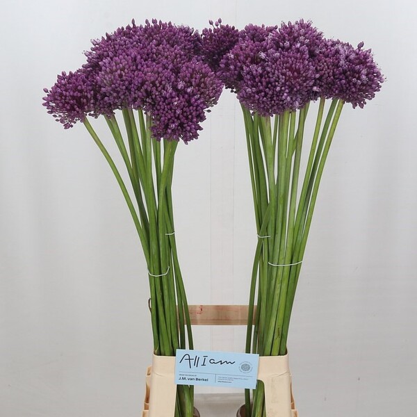 ALLIUM *JASMINE* 90CM