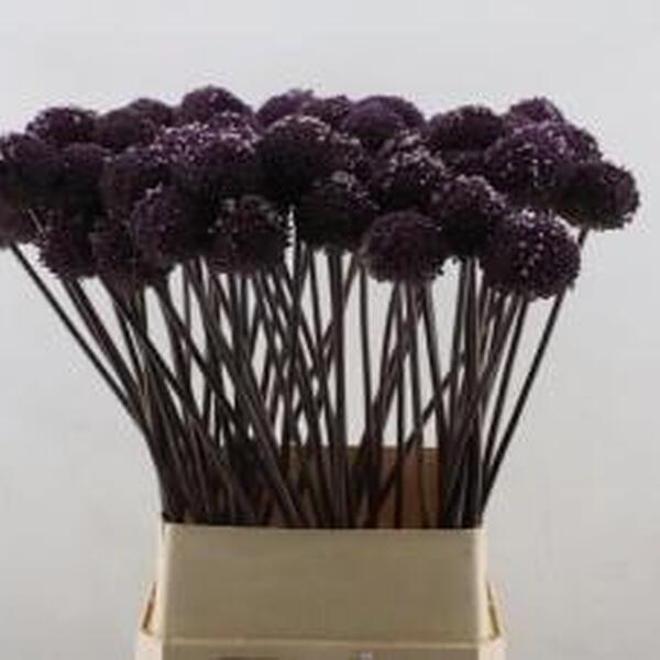 ALLIUM SUMMER DRUMMER 90CM