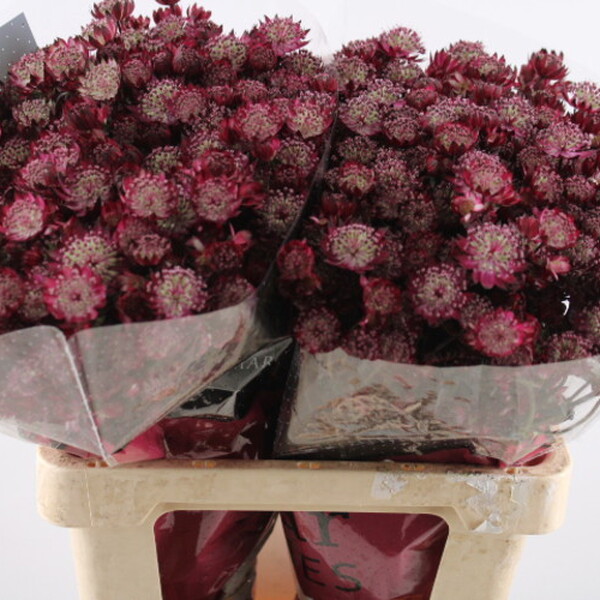 ASTRANTIA STAR OF LOVE 70CM