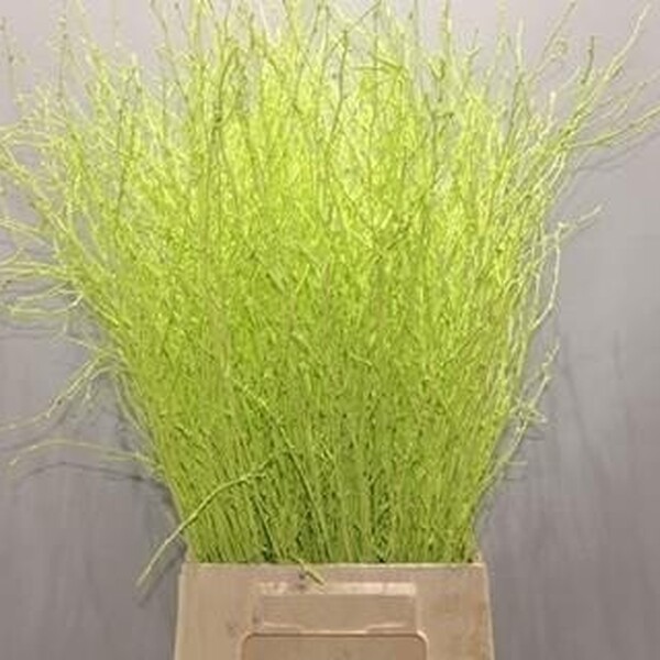 BETULA 70CM VERD MINT GREEN