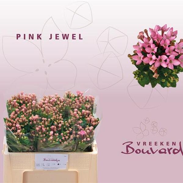 BOUVARDIA *SI PINK JEWEL* 60CM
