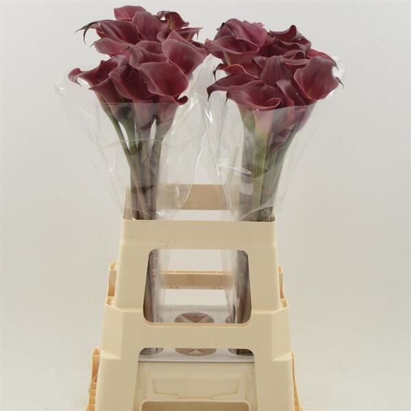 CALA *RED CHARM* 70CM