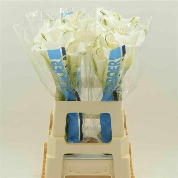 CALA *WHITE MAMBO* 60CM -gran de cap-