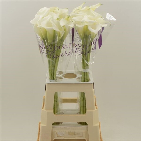 CALA BLANC *WHITE ART* 70CM