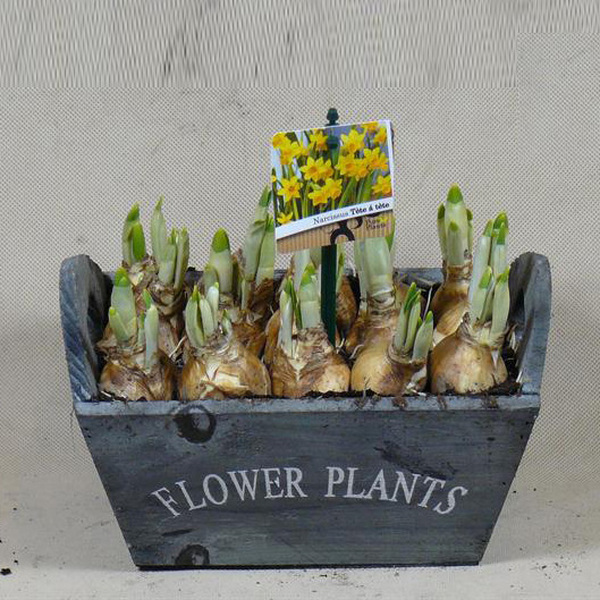 CENTRE NARCISOS TETE A TETE Ø20CM