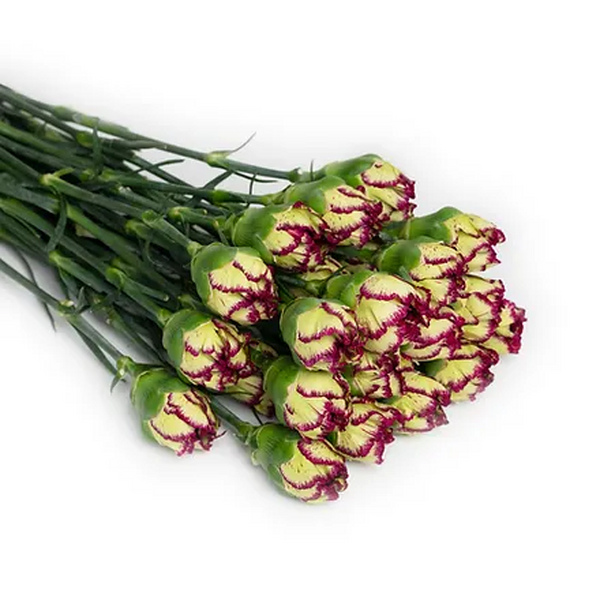 CLAVEL COL SEL HACIENDA EXTRAVAGANZ