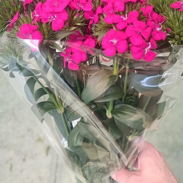 CLAVELL POETA FUCSIA