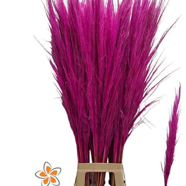 CORTADERIA TENYIDA CERISE 120CM