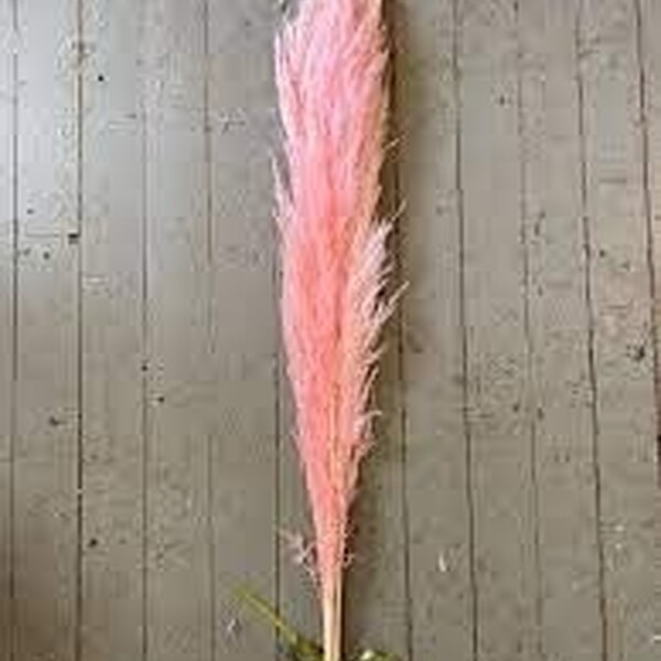 CORTADERIA TENYIDA ROSA CLAR 120CM