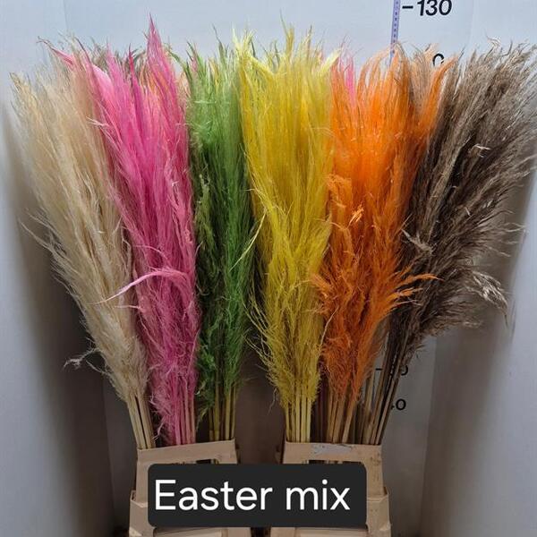 CORTADERIA PAINT MIX 120CM