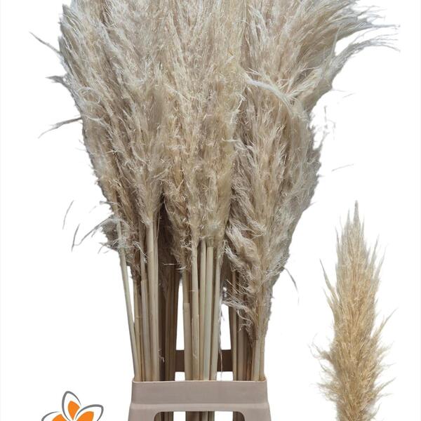 CORTADERIA EVITA 110CM